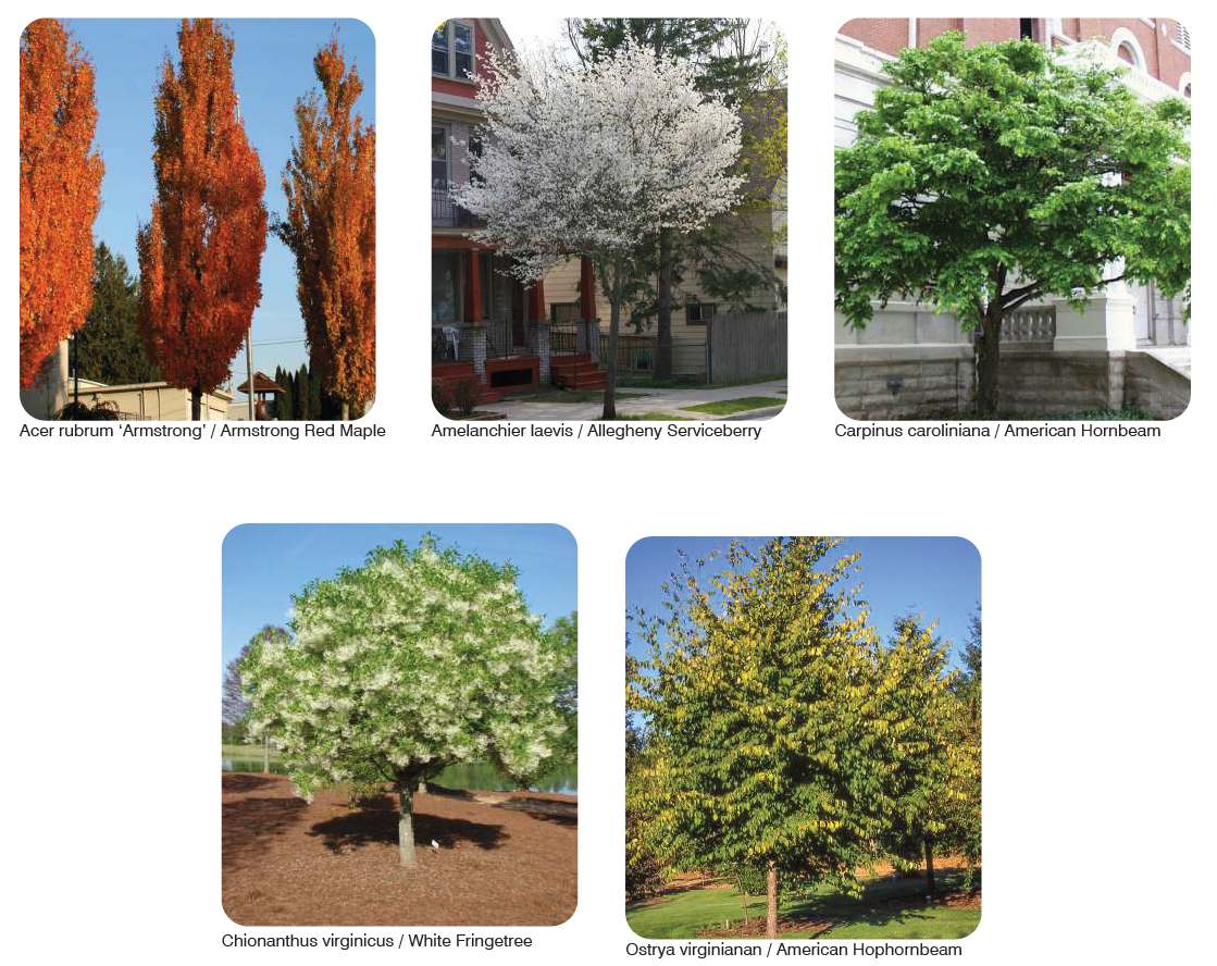 1527 Callowhill Street. Landscaping and planting schedule. Credit: Designblendz Architecture via the Civic Design Review by the Philadelphia City Planning Commission and the Department of Planning and Development.